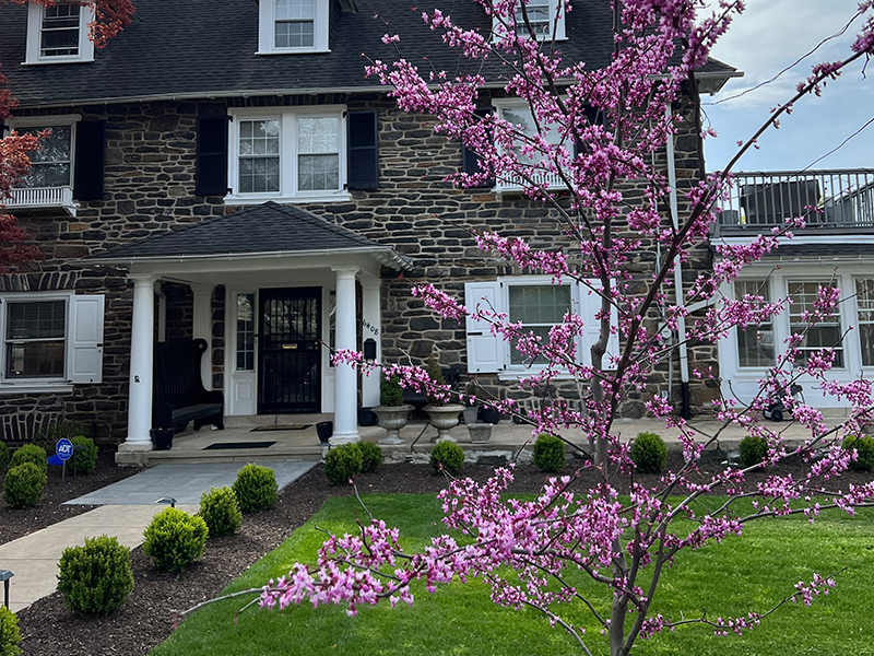 Close-up of Eastern Redbud tree (Cercis canadensis) in front yard planting design at Overbrook Farms.