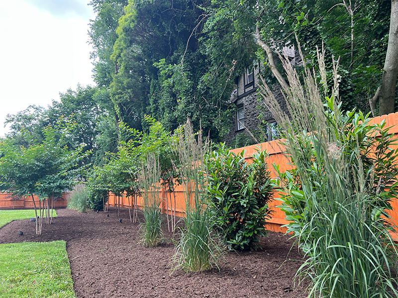 Close-up of Schip laurels, feather reed grass (Calamagrostis x acutiflora), and crape myrtles (Lagerstroemia) in the Overbrook Farms front and patio planting design.