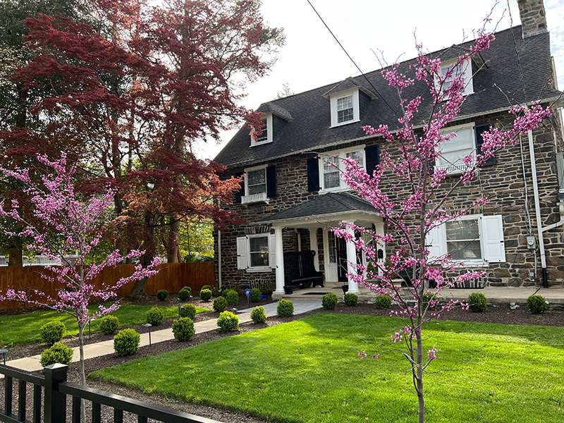 Front yard Eastern Redbud trees (Cercis canadensis) integrated with structured plantings and hardscape along the approach to the home at Overbrook Farms.