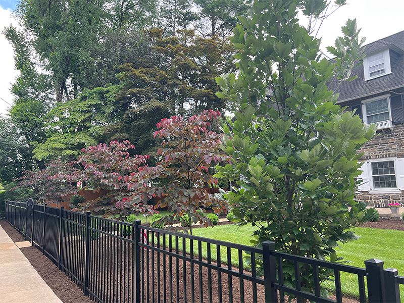 Close-up of a “Kindred Spirit” oak (Quercus x ‘Kindred Spirit’) and Eastern Redbud (Cercis canadensis) featured in the front yard planting design at Overbrook Farms.