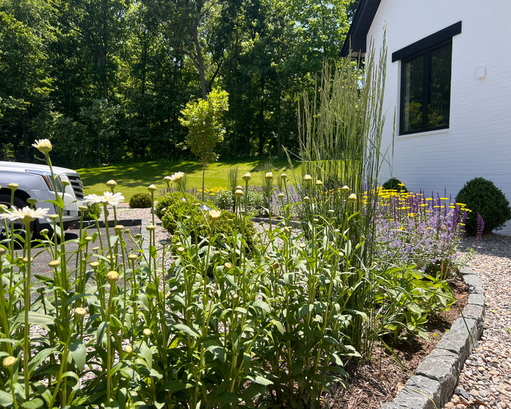 Close-up of vibrant perennial plantings in bloom at the front of a modern farmhouse landscape in Christiana, Pennsylvania